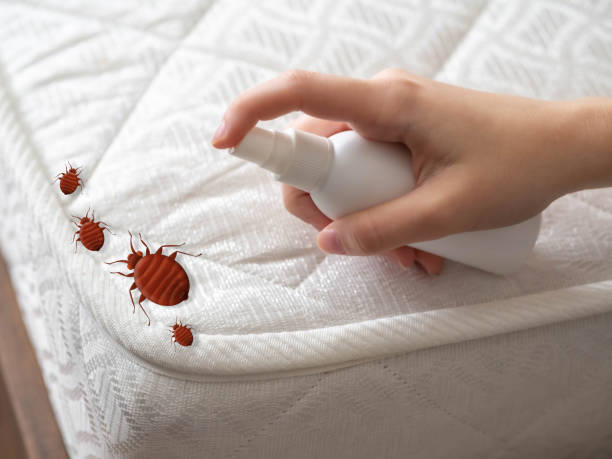 Best Spider Control Near Me  in Billings, MT