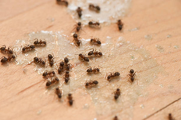 Professional Pest Control in Billings, MT