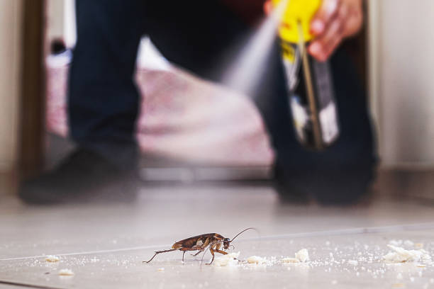 Insect Control in Billings, MT